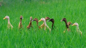 Ducks in a rice field near Ubud, Bali, Indonesia (© SuperStock/age fotostock)(Bing Australia)