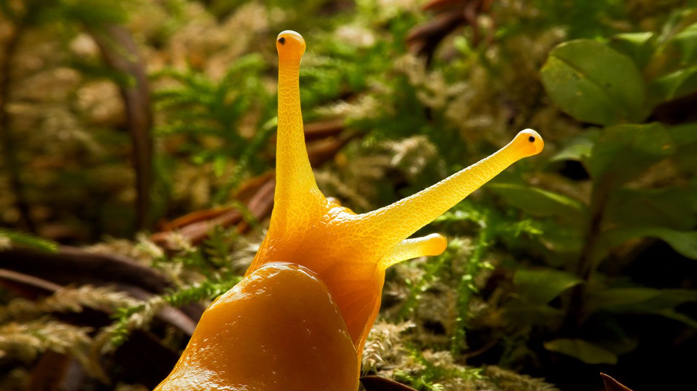 Banana slug in Prairie Creek Redwoods State Park, California, USA