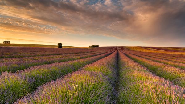 Campo di lavanda, Hertfordshire, Inghilterra, Regno Unito