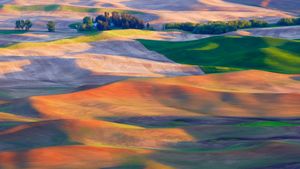 Terres agricoles dans la région de Palouse, Washington, États-Unis (© EJ-J/Getty Images)(Bing France)