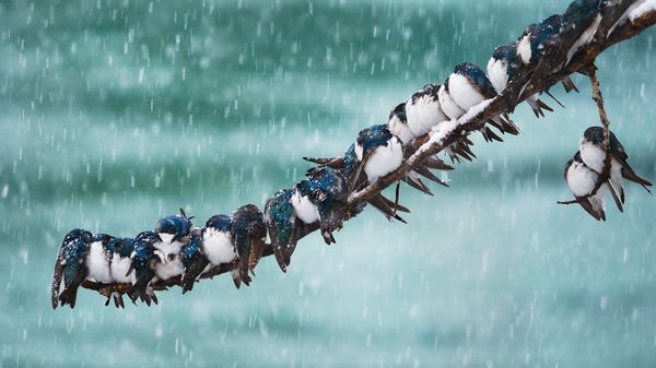 Tree swallows in a spring snowstorm in Whitehorse, Yukon, Canada
