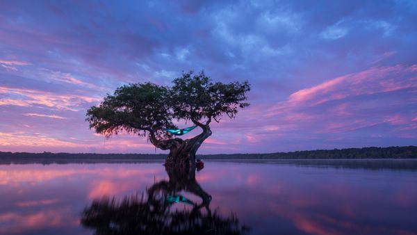 Hammock camping in a bald cypress tree, Florida