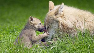 Mother wolf and pup (© Ronald Wittek/age fotostock)(Bing Australia)
