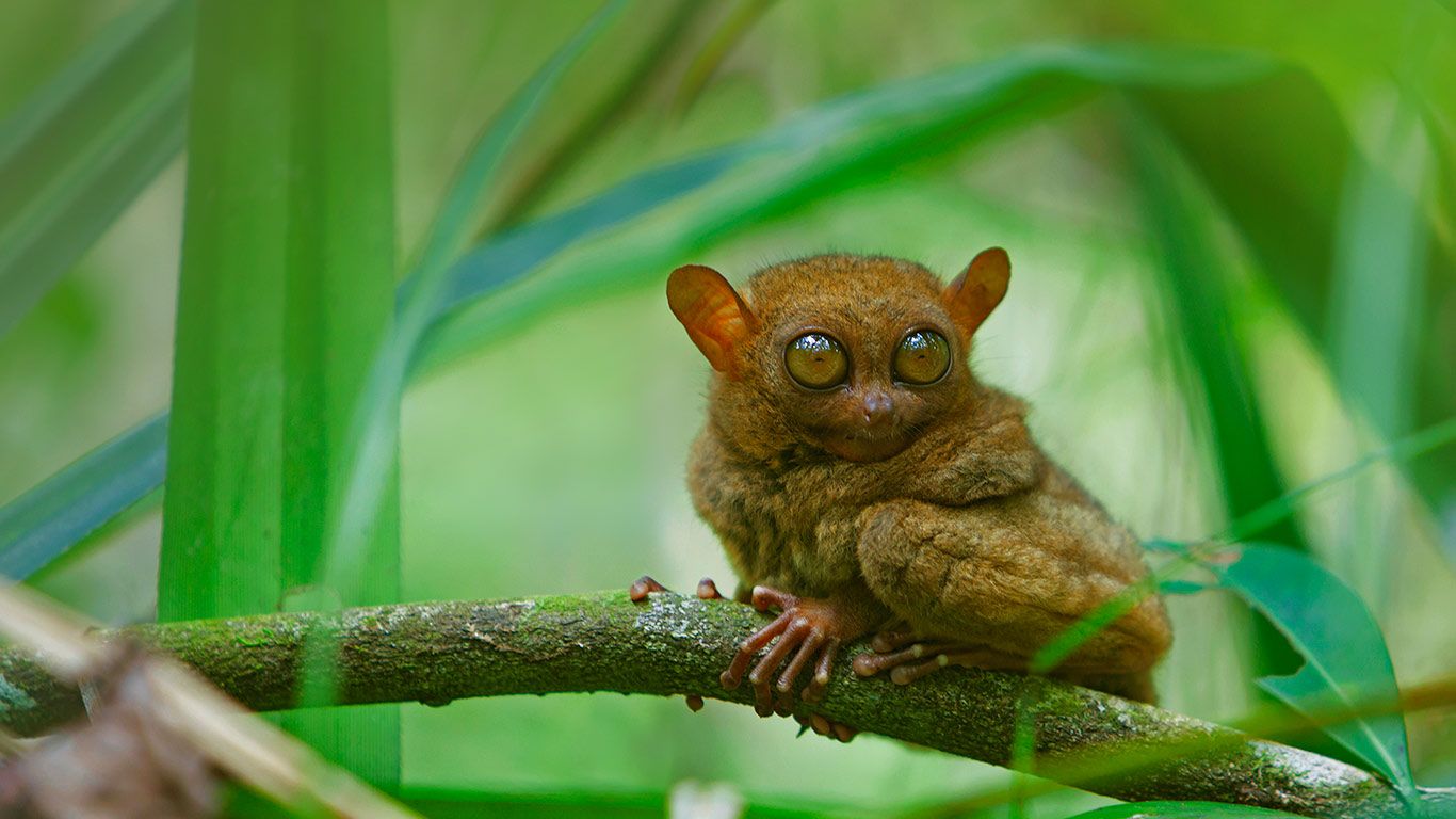 Tarsier, île de Bohol, Philippines