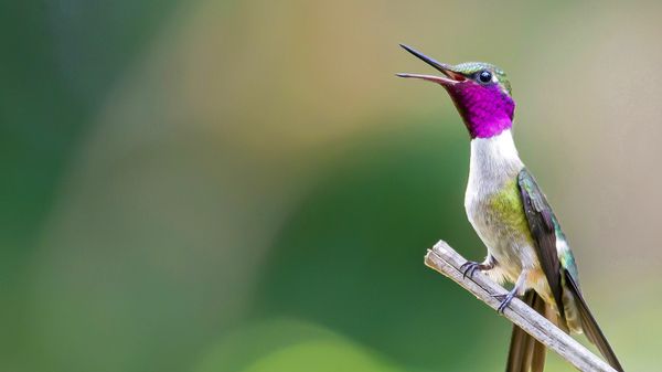 Amethyst woodstar hummingbird