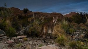 安第斯山脉的一只美洲狮，阿根廷 (© Sebastian Kennerknecht/Minden Pictures)(Bing China)