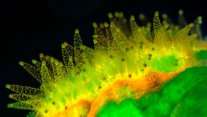 Coraux durs de la famille des Faviidae, fluorescents sous les ultraviolets, île de Bornéo, Malaisie (© Louise Murray/Visuals Unlimited, Inc.)(Bing France)