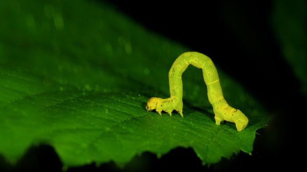 Geometer moth larvae, aka an inchworm