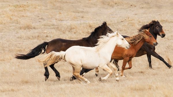 Band of four horses galloping in central Australia
