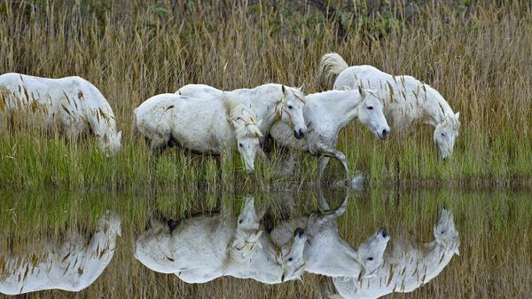 Chevaux marchant dans un marais en Camargue, France