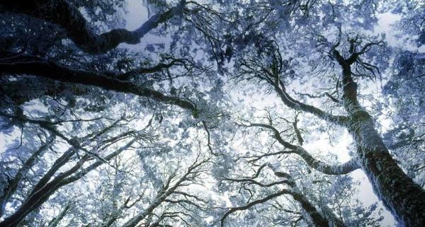 MyrtleForestTasmania