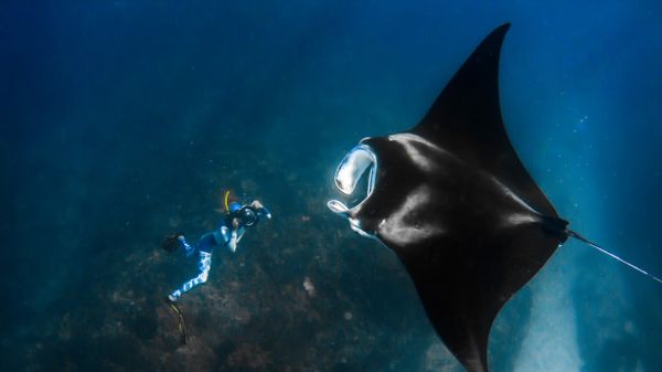 Giant manta ray and a photographer off the Ningaloo Coast, Australia