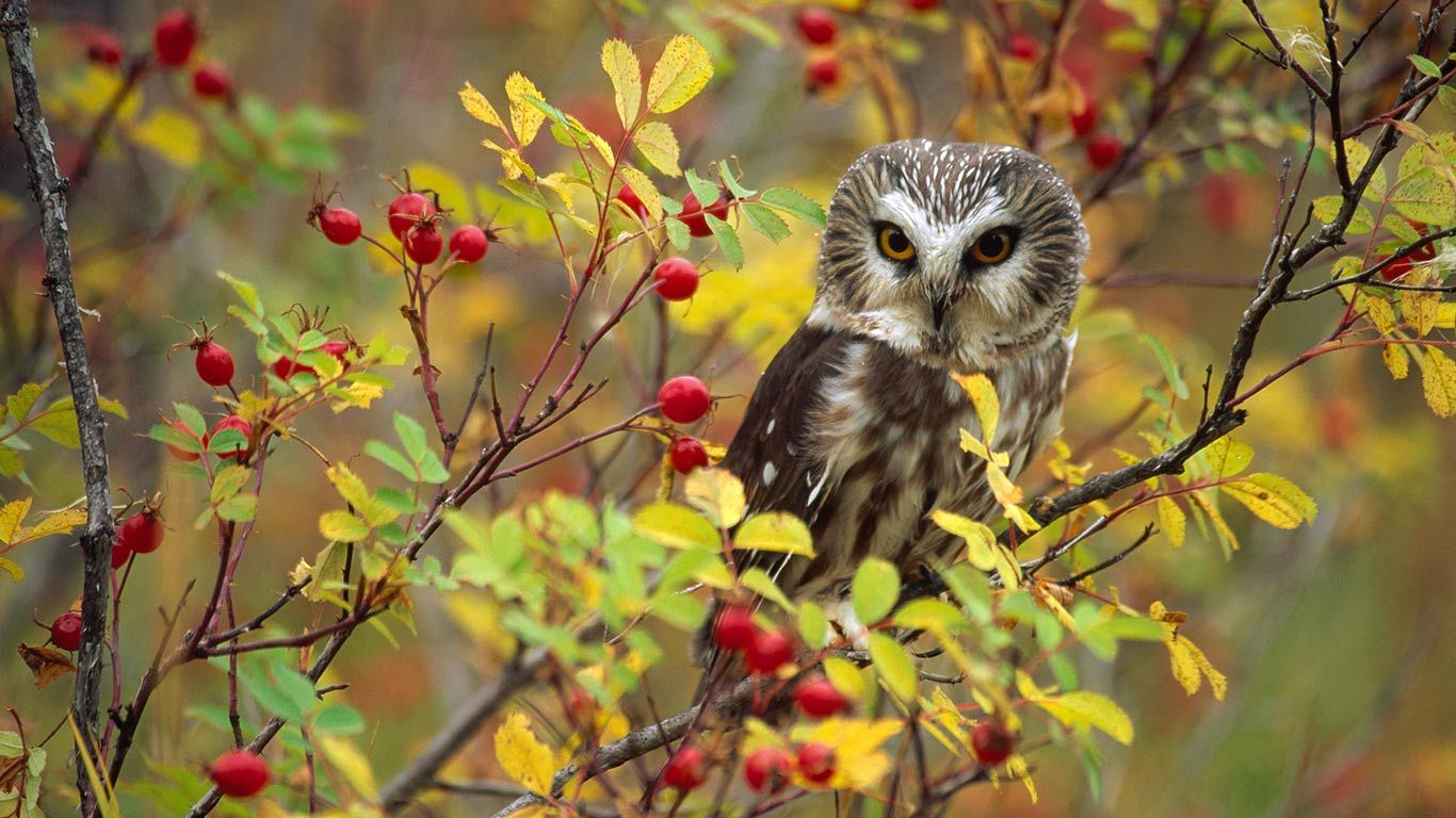 Northern Saw-whet Owl (Aegolius acadicus) perching in a wild rose bush, British Columbia, Canada