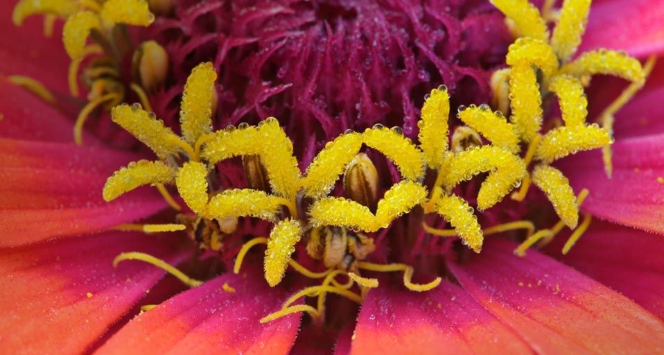 Close-up of zinnia flower (zinnia elegans), Maine