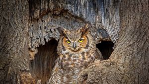 アメリカワシミミズク (© Scott Suriano/Getty Images)(Bing Japan)