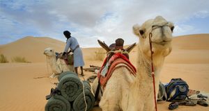 ｢アドラール山のラクダの隊商｣モーリタニア, サハラ砂漠 -- SUETONE Emilio/Photolibrary &copy; (Bing Japan)