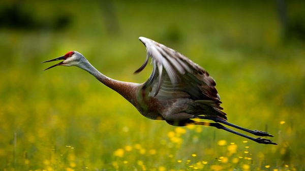 Sandhill Crane during summer around Thessalon, Ont.