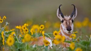 Pronghorn buck (© Donald M. Jones/Minden Pictures)(Bing New Zealand)