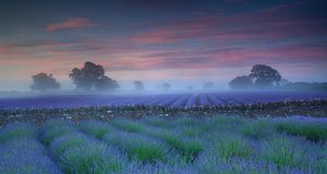 Lavender fields at dawn (© Antony Spencer/Getty images) &copy; (Bing New Zealand)