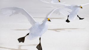 ｢オオハクチョウの渡り｣北海道, 屈斜路湖 (© Ocean/Corbis)(Bing Japan)