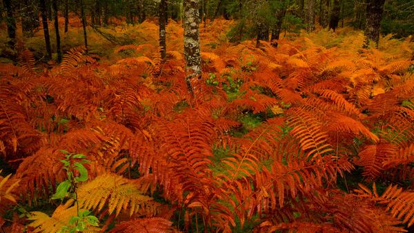 Cinnamon fern meadow near St. Mary\'s River, Nova Scotia