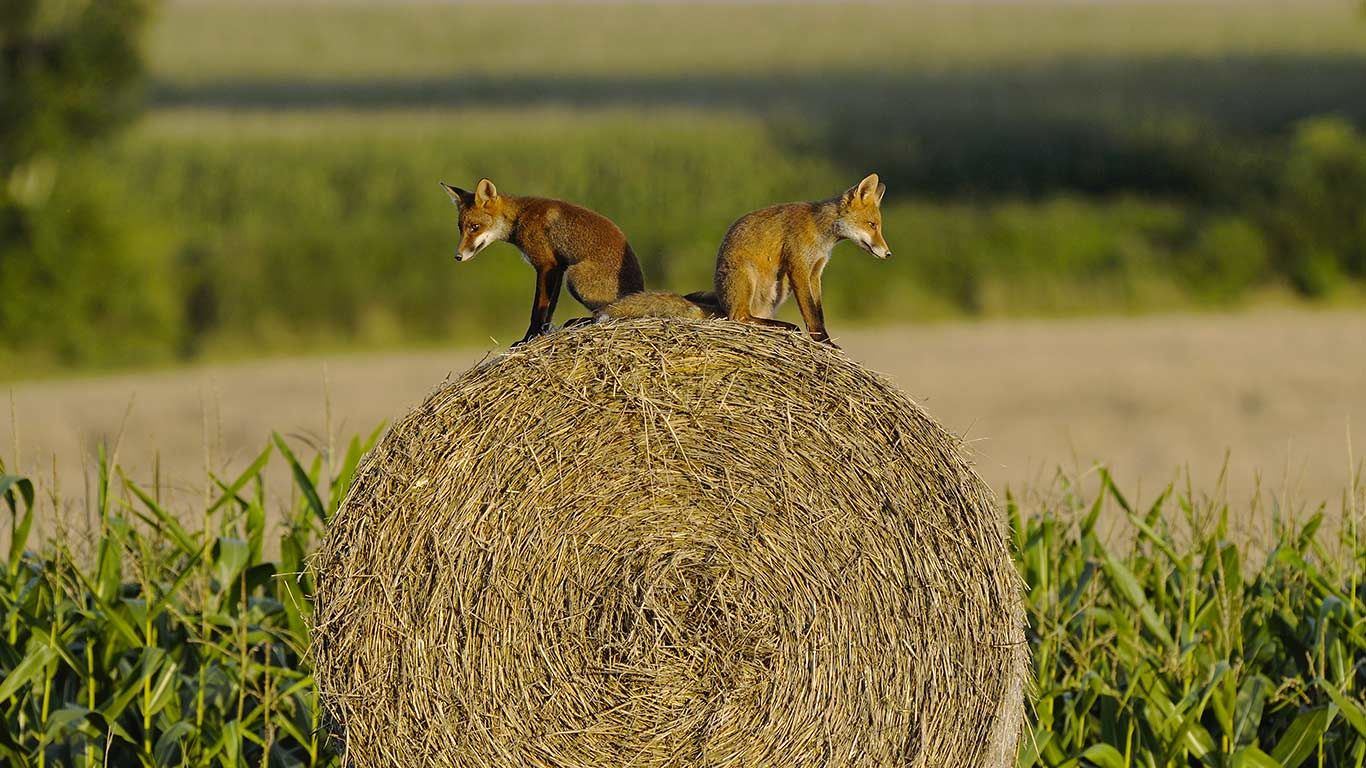 Young red foxes on a hay bale, Vosges, France