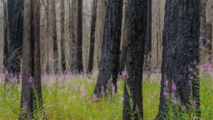 Schmalblättrige Weidenröschen im North-Cascades-Nationalpark, Bundesstaat Washington, USA (© Danita Delimont/Getty Images)(Bing Deutschland)