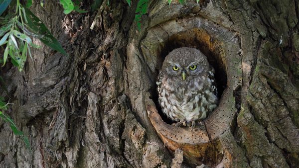 Steinkauz-Junges in einem Baumloch
