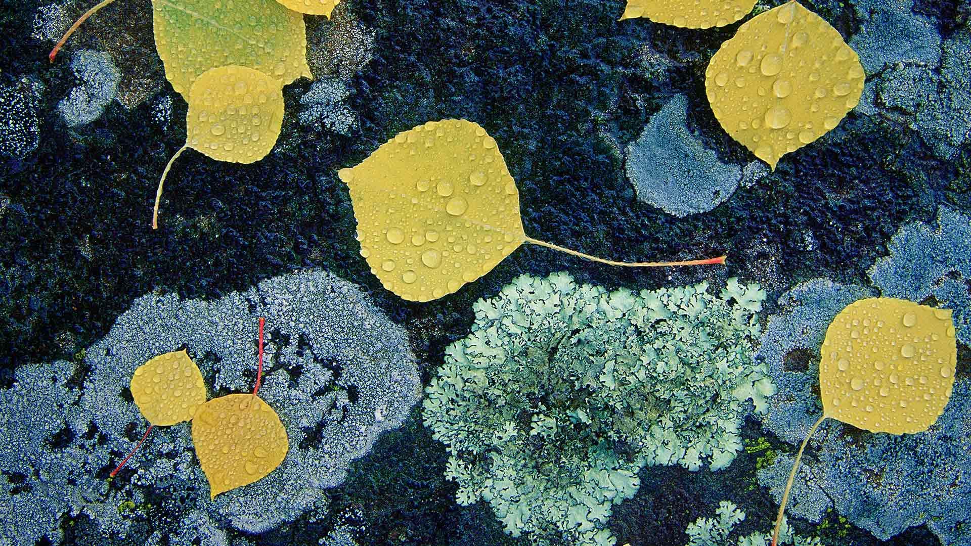 Autumn leaves and lichen in Junction Sheep Range Provincial Park, B.C.
