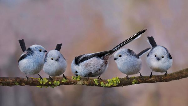 Long-tailed tits in Erding, Germany