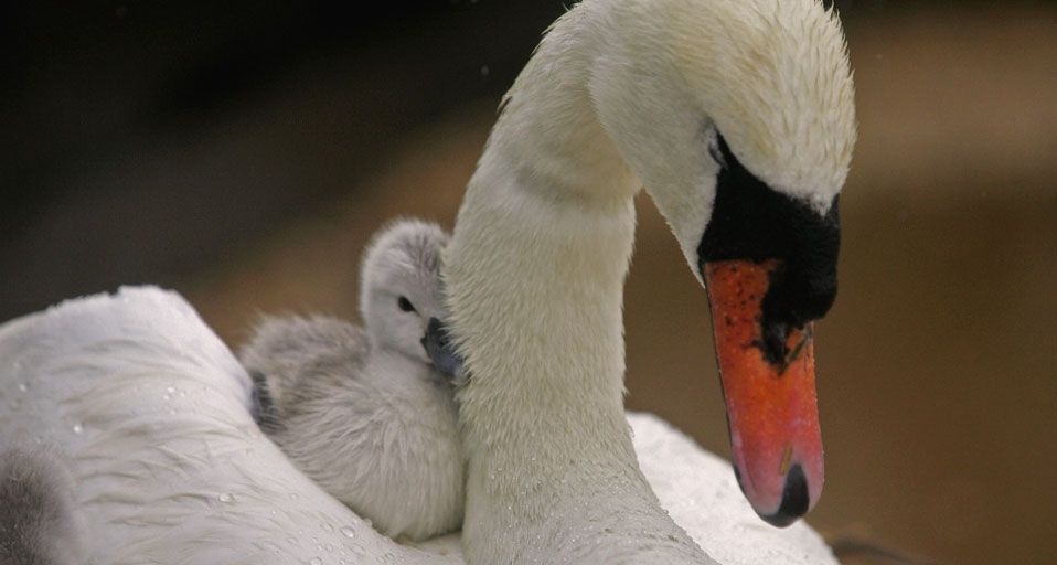 Swan and cygnet, Abbotsbury Swannery, Weymouth , England