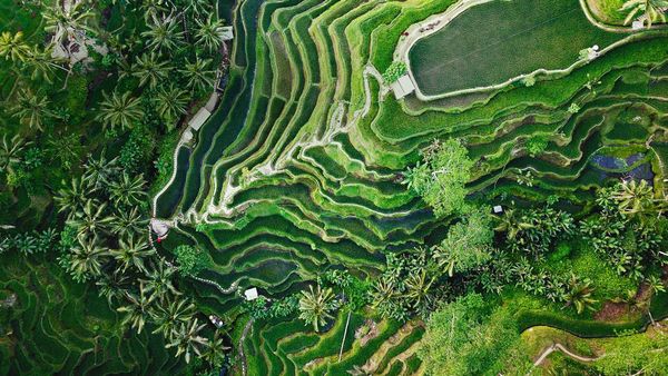 Tegallalang terrace farms in Ubud, Bali, Indonesia