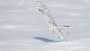 A snowy owl pictured in Quebec City (© Marco Pozzi Photographer/Getty Images)(Bing Canada)