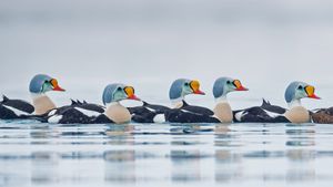 Male king eider ducks swimming in Troms og Finnmark, Norway (© Pal Hermansen/Minden Pictures)(Bing United Kingdom)