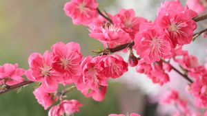 「桃の花」 (©  SHINZO HIRAI/amana images/Getty Images Plus)(Bing Japan)