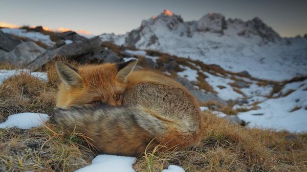 A red fox resting, Vanoise National Park, Rhône-Alpes, France