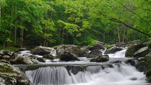 Little Pigeon River, Great Smoky Mountains National Park, Tennessee, United States (© GreenStock/Getty Images)(Bing Australia)
