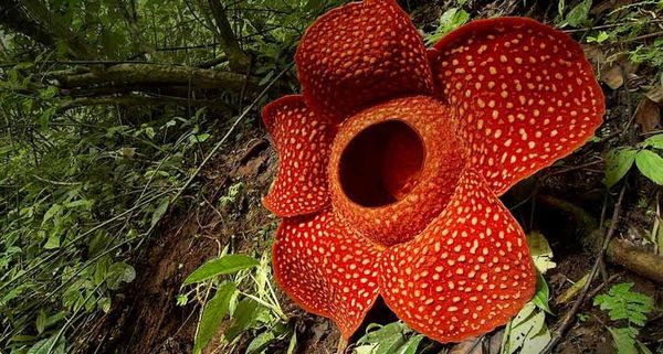 Rafflesia