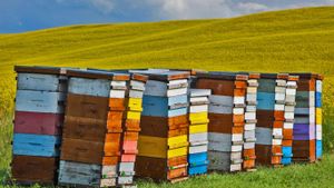 Beehive boxes in the Pembina Valley Region, Manitoba, Canada, for Honey Bee Day (© Ken Gillespie Photography/Alamy)(Bing Australia)