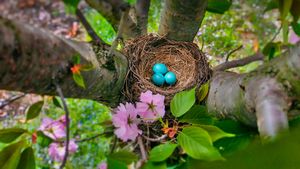 蓝色的美洲知更鸟蛋，新泽西州 (© Mira/Alamy)(Bing China)
