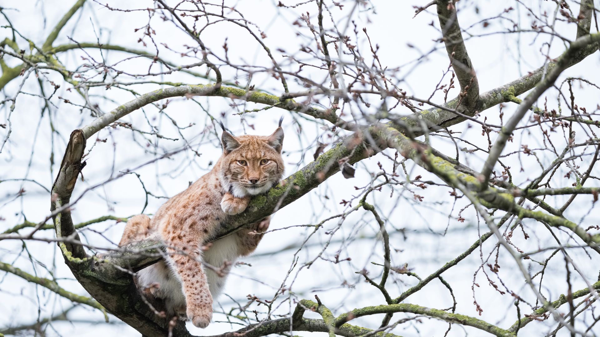 Lynx de Boréal perché dans un arbre, France