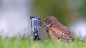 ｢カメラを見るアナホリフクロウ｣米国フロリダ州, ケープコーラル (© mlorenzphotography/Getty Images)(Bing Japan)