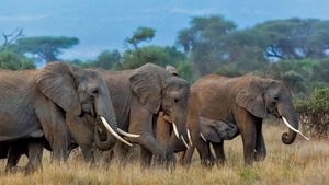 Herd of African elephants in Amboseli National Park, Kenya (© Susan Portnoy/Shutterstock)(Bing United States)