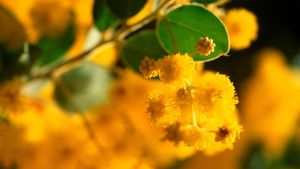 Acacia pycnantha, or Golden Wattle (© Panorama Stock)(Bing Australia)