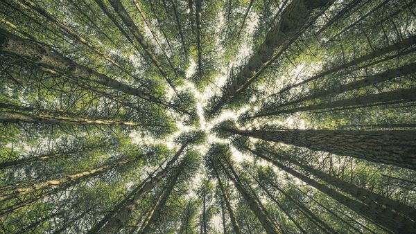 Vista di alberi nel bosco Reggio Calabria, Italia
