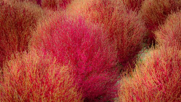 Kochia, Parco Hitachi, Prefettura di Ibaraki, Giappone