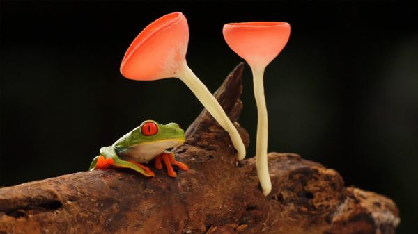 Red-eyed or gaudy leaf frog with mushrooms, in the rainforest of Selva Verde, Costa Rica