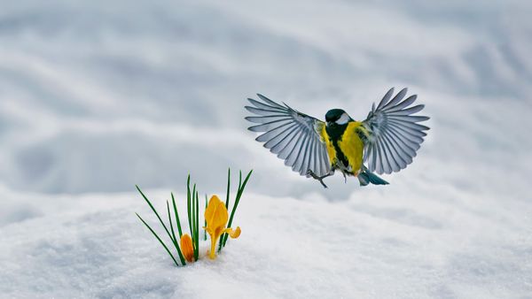 Mésange charbonnière et crocus jaune