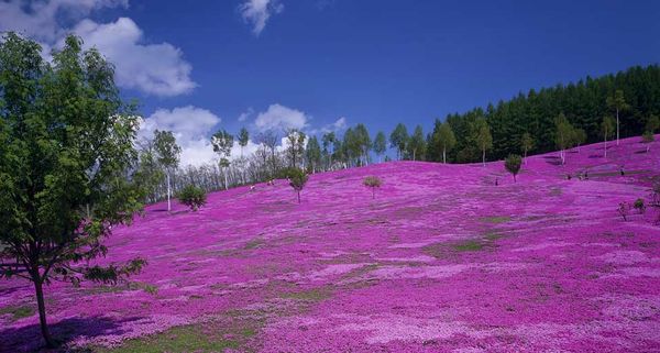 日本北海道的泷上芝樱公园