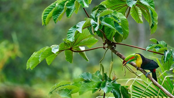 Tucano carenato, Costa Rica